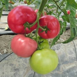Pomidor Mei Shuai